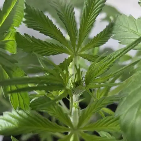 Zup Auto test grow