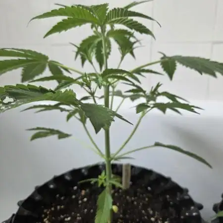 Zup Auto test grow