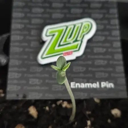Zup Auto test grow