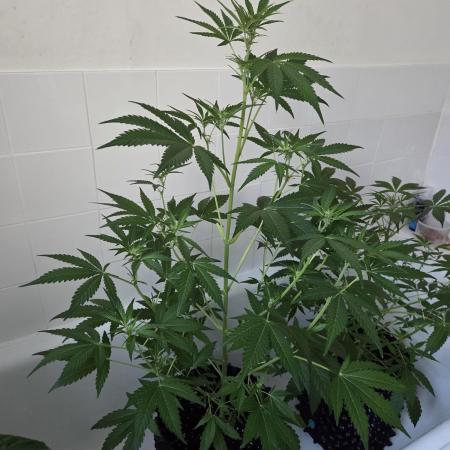 Zup Auto test grow