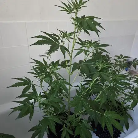 Zup Auto test grow