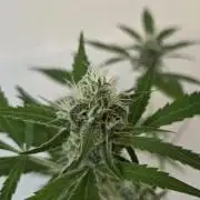 Zup Auto test grow