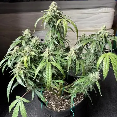 Titan F1 RQS