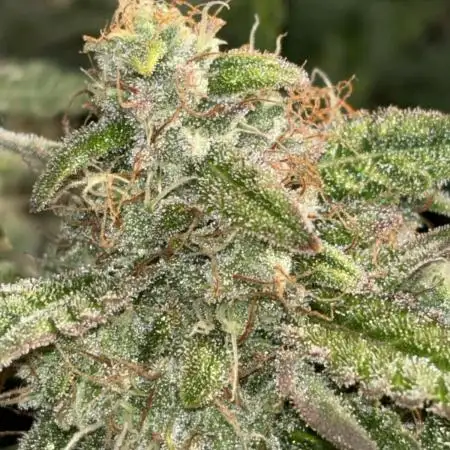Titan F1 RQS
