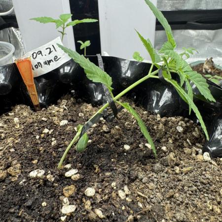 Poor Grower. Story #2