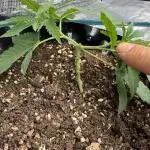 Poor Grower. Story #2