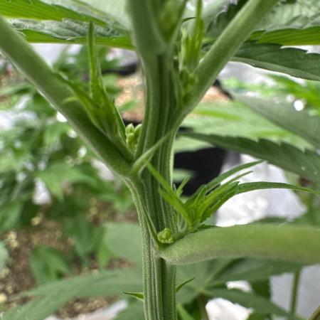 Poor Grower. Story #2