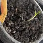 Poor Grower. Story #1 (Super Lemon Haze)