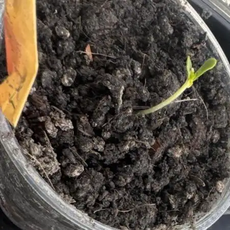 Poor Grower. Story #1 (Super Lemon Haze)