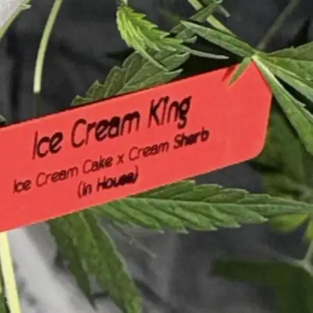 Poor #3 clones ICE Cream King