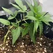 Poor Grower. Story #2