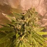 Just A Handful Seeds Skunk F1