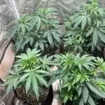 Bangi Purps & Chitral Cheese
