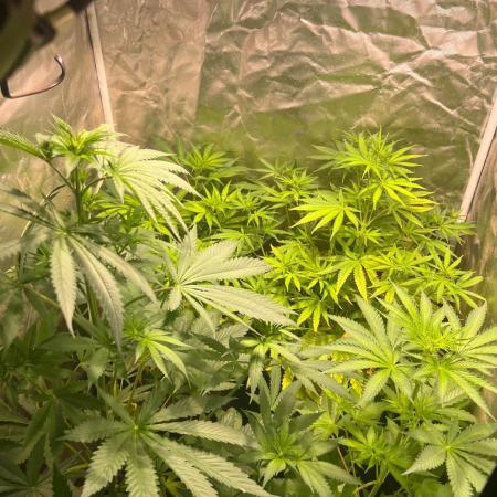 Just A Handful Seeds Skunk F1