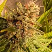 Just A Handful Seeds Skunk F1