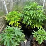 Just A Handful Seeds Skunk F1