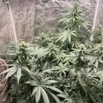 Bangi Purps & Chitral Cheese