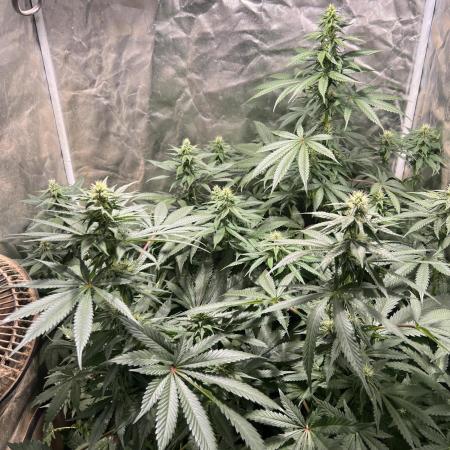 Bangi Purps & Chitral Cheese