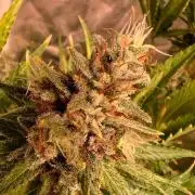 Just A Handful Seeds Skunk F1