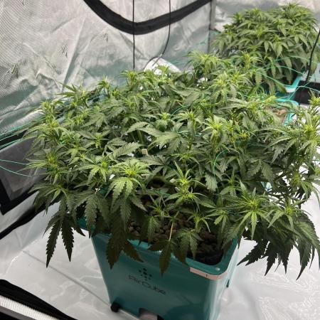 First grow