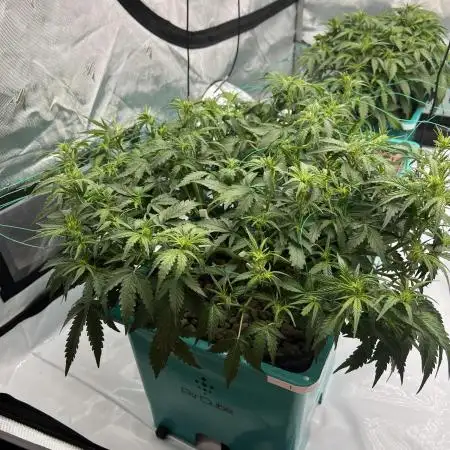 First grow