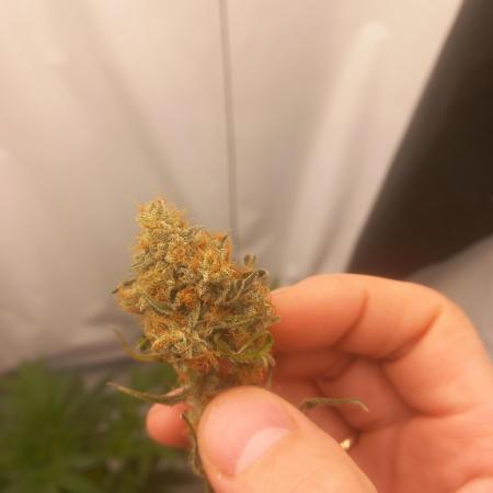 Medusa F1Hybrid Auto , Royal Queen Seeds