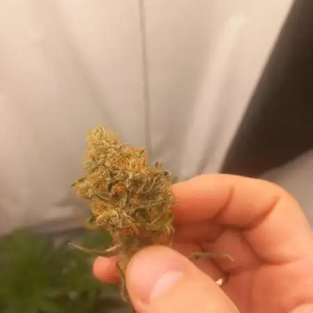 Medusa F1Hybrid Auto , Royal Queen Seeds