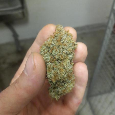 Medusa F1Hybrid Auto , Royal Queen Seeds