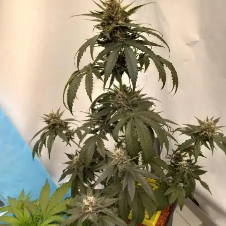 Tropicanna Poison F1 Fast Version