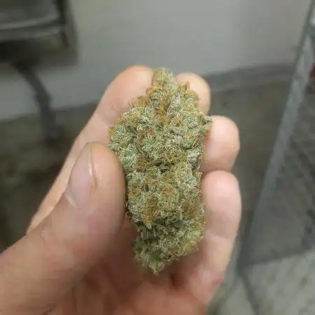Medusa F1Hybrid Auto , Royal Queen Seeds