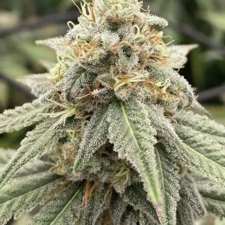 Slurricane #7 S1 (#1)