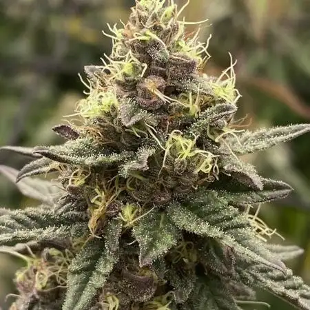 Bahama mama S1 (#1)