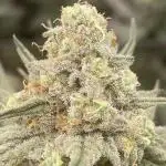 Mind Melter #3