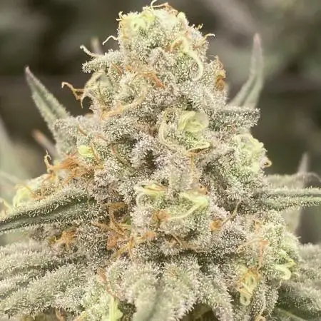 Mind Melter #3