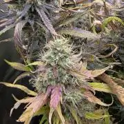 Orange Apricot Glue XL Auto