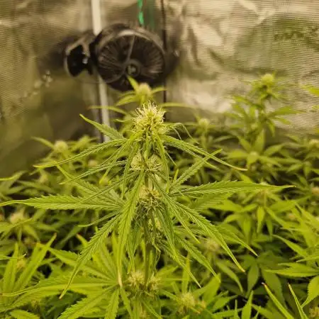 Purple Haze Automatic