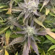 Orange Apricot Glue XL Auto