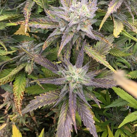 Orange Apricot Glue XL Auto