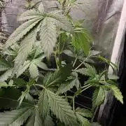 Orange Apricot Glue XL Auto