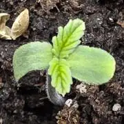 Orange Apricot Glue XL Auto