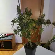 [2nd Run] Sweet Cheese Auto
