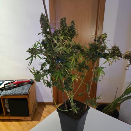 [2nd Run] Sweet Cheese Auto