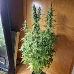 Purple Haze Automatic