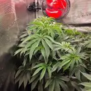 Pineapple Fruz