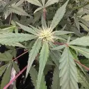 Bruce Banner Auto