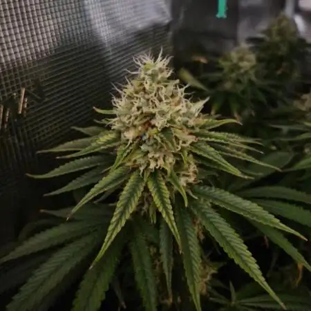 Ice cream haze