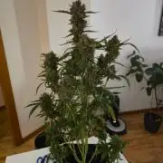 Bruce Banner Auto
