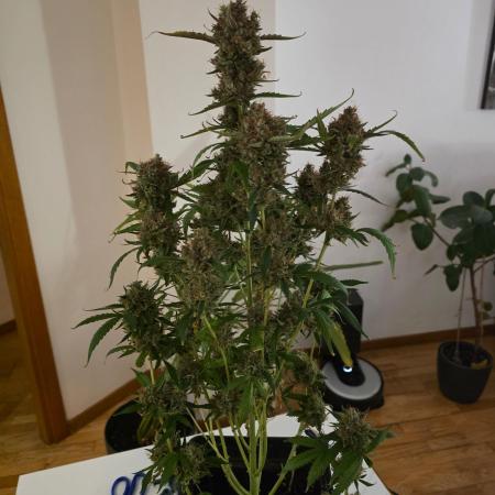 Bruce Banner Auto