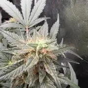 [2nd run] Green Crack Automatic