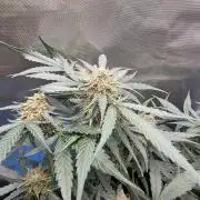 [2nd run] Green Crack Automatic
